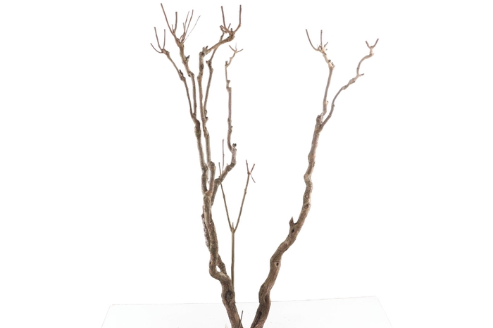 <h4>Syringa Branch Super Lotti</h4>