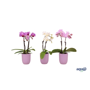 Hugo Lavender Tiny Dolls Mix 2T10+ Aqu@