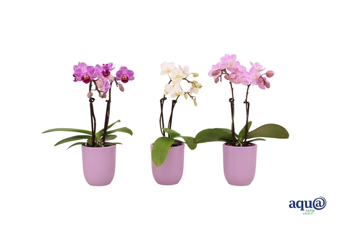 <h4>Hugo Lavender Tiny Dolls Mix 2T10+ Aqu@</h4>