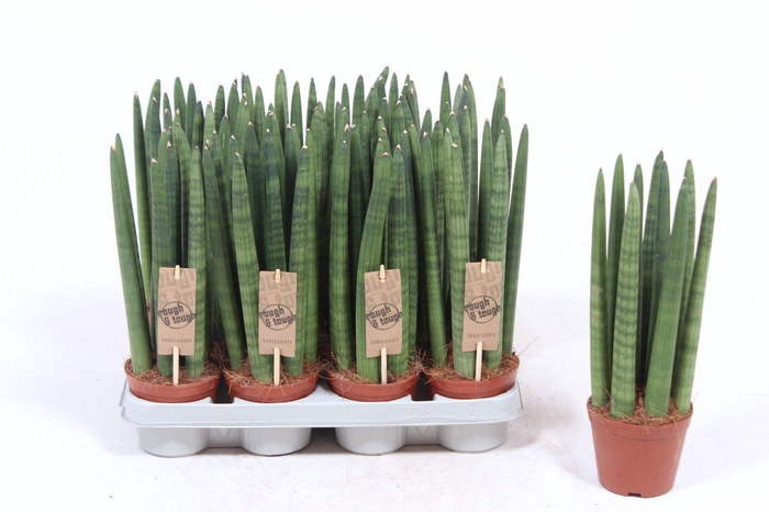 <h4>Sansevieria Straight</h4>