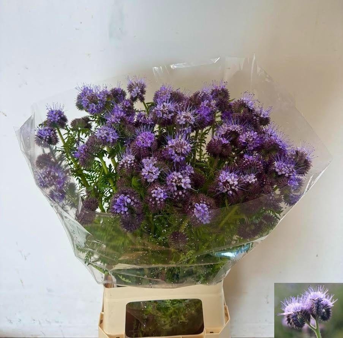 <h4>SNIJBLOEMEN OV</h4>