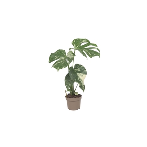 Monstera delic. 'Thai Constellatio'