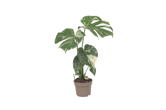 <h4>Monstera delic. 'Thai Constellatio'</h4>