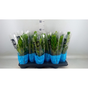 Zamioculcas zamiifolia