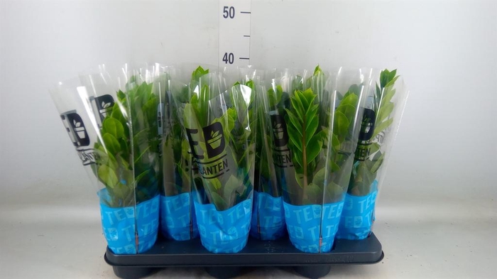 <h4>Zamioculcas zamiifolia</h4>