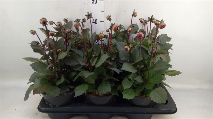 <h4>Dahlia  'Revelation Salmon Bicolor'</h4>