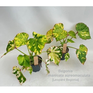 Begonia