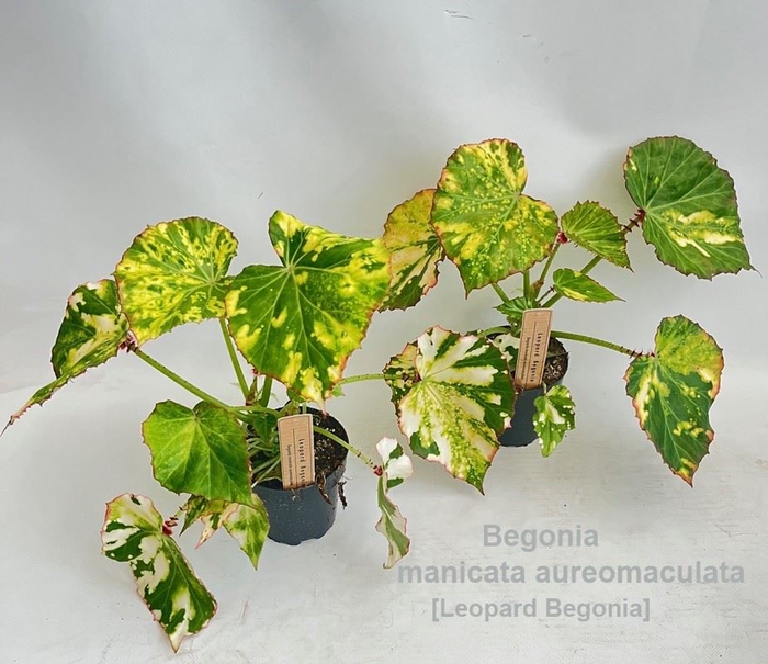 <h4>Begonia</h4>