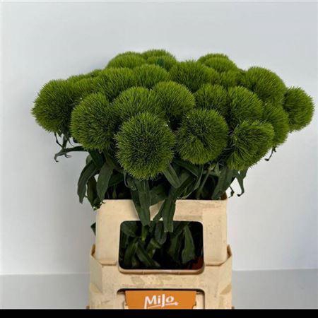 <h4>Di Barb Kiwi Mellow</h4>