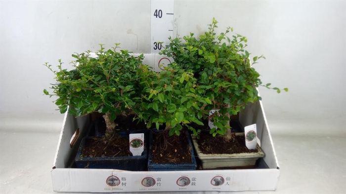 <h4>Bonsai ...mix</h4>