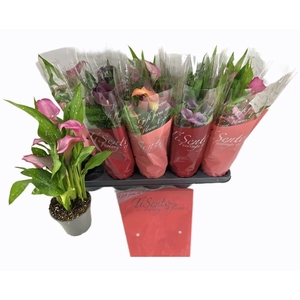 ZANT CALLAF CARNIVAL