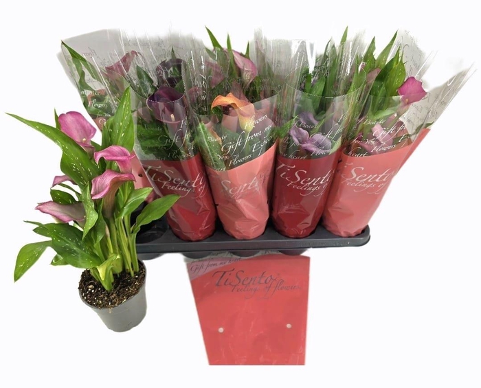 <h4>ZANT CALLAF CARNIVAL</h4>