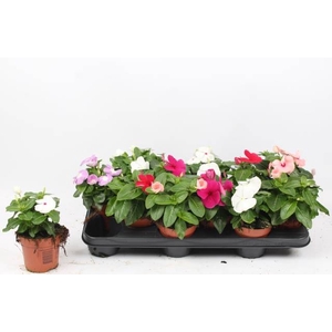 CATHARANTHUS ROSEUS P10.5
