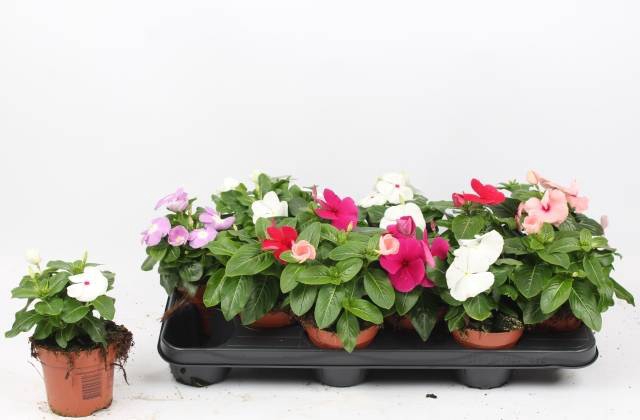 <h4>CATHARANTHUS ROSEUS P10.5</h4>
