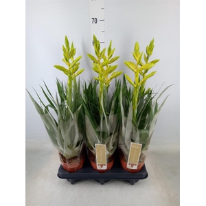 Tillandsia oerstediana