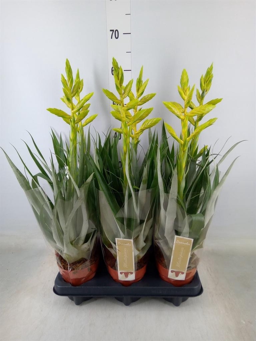 <h4>Tillandsia oerstediana</h4>