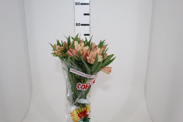 <h4>ALSTROEMERIA CANYON 080 CM</h4>