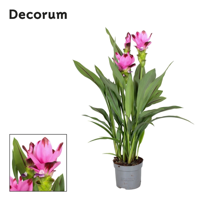 <h4>3 bloem + Curcuma Siam Splash 13 cm Decorum</h4>