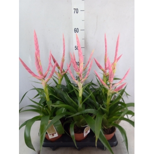 Tillandsia  'Dolce'