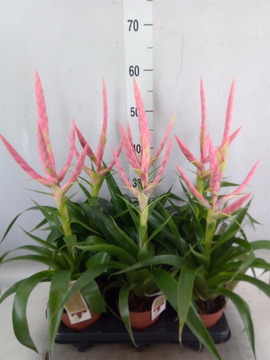 <h4>Tillandsia  'Dolce'</h4>
