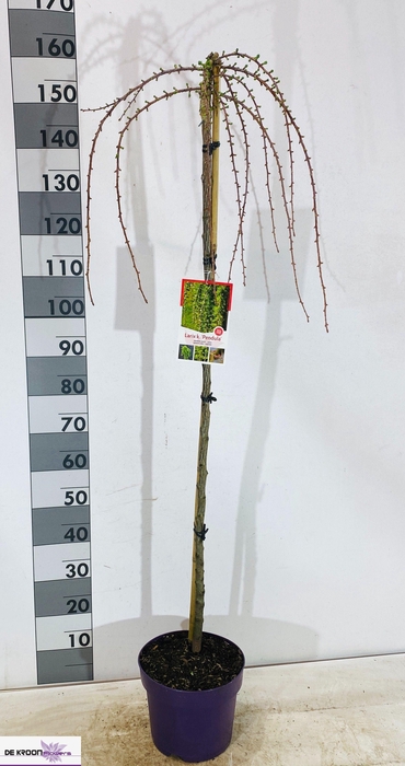 <h4>LARIX KA PENDULA</h4>