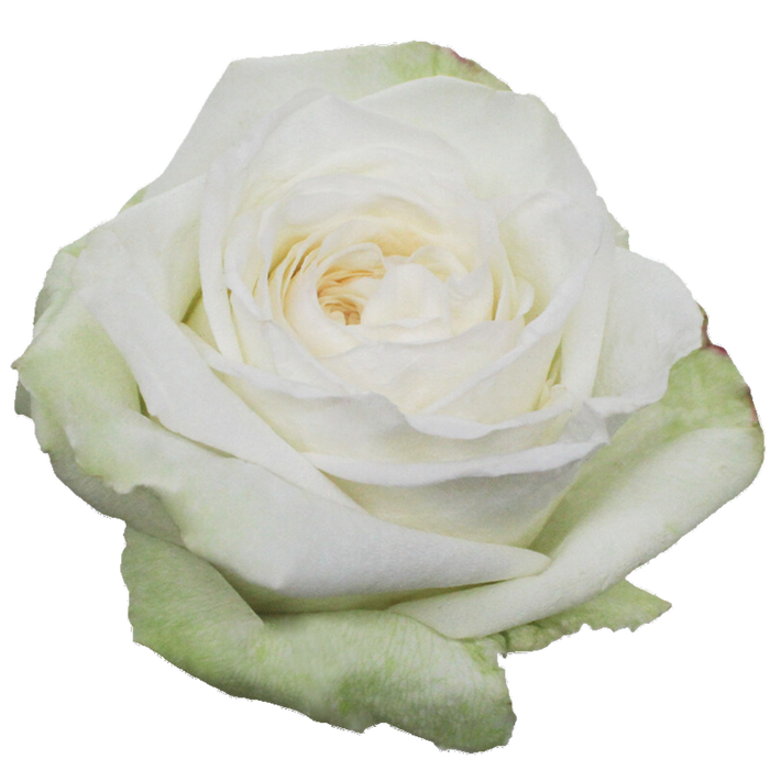 <h4>R GR WHITE OHARA Tessa</h4>