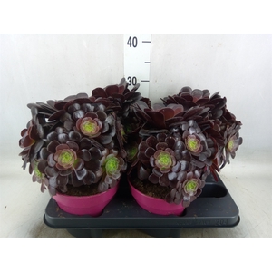 Aeonium arboreum 'Velours'