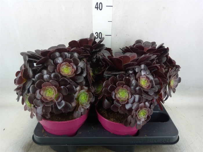 <h4>Aeonium arboreum 'Velours'</h4>