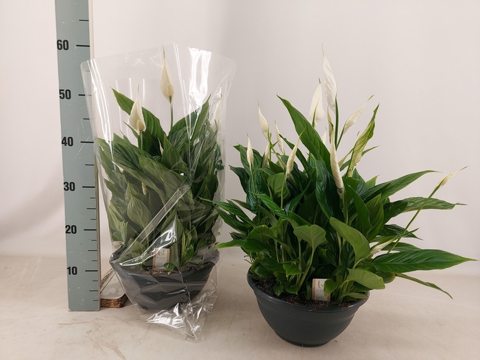 <h4>SPATH CHOPIN</h4>