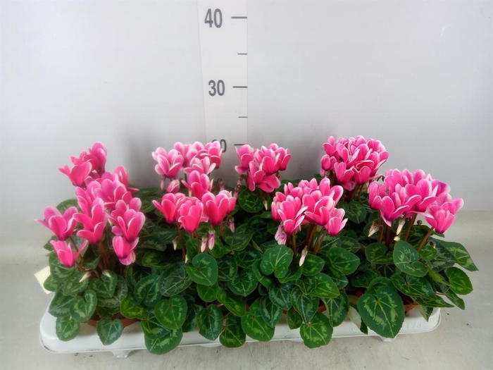 <h4>Cyclamen KL 'Compact Fuji'</h4>
