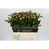 Paeonia Etched Salmon