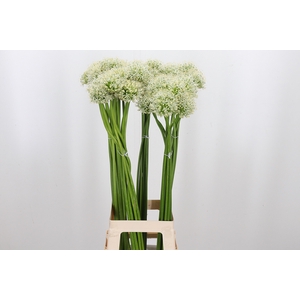 Allium Mount Everest