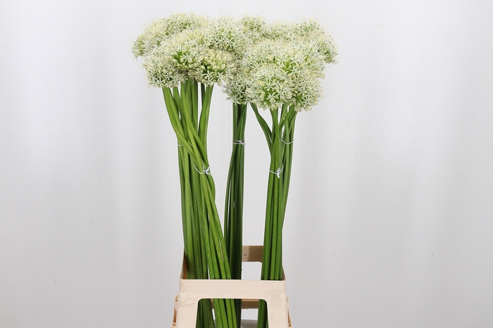 <h4>Allium Mount Everest</h4>