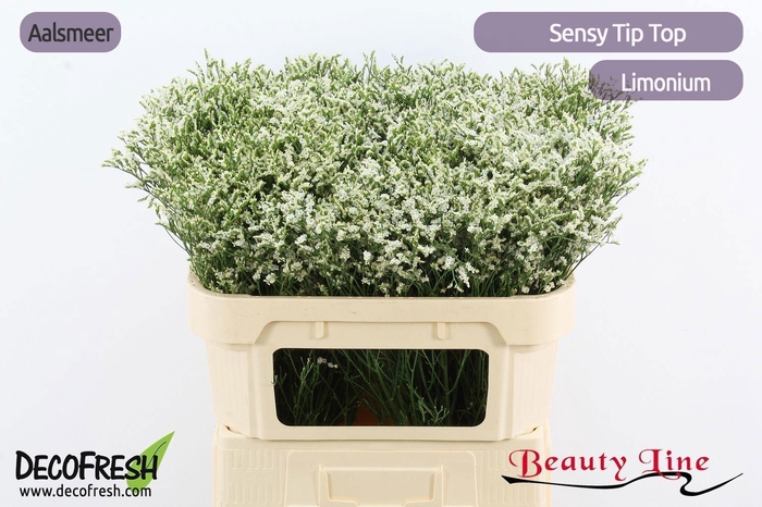 <h4>LIM SIN SEN TIP TOP</h4>