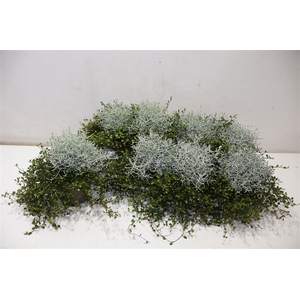 Leucoph Brownii + Muehlenbeckia