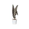 ALOCASIA LONGILOBA P17