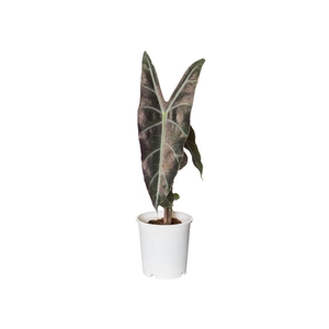 ALOCASIA LONGILOBA P17