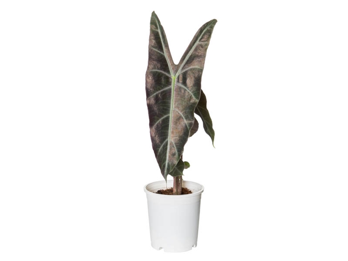 <h4>ALOCASIA LONGILOBA P17</h4>