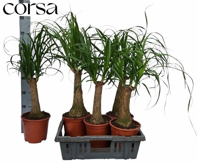 arr8 Beaucarnea Recur