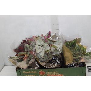 BEGONIA BELEAF P15 PO