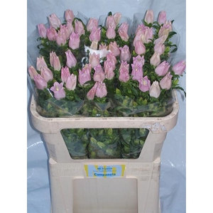 CAMP M CHAMPION PINK