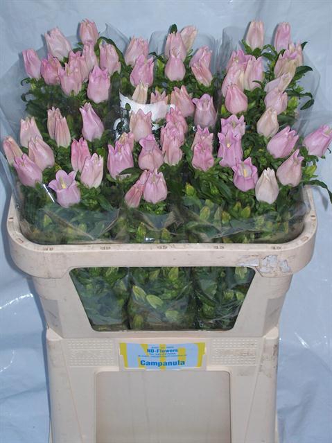 CAMP M CHAMPION PINK