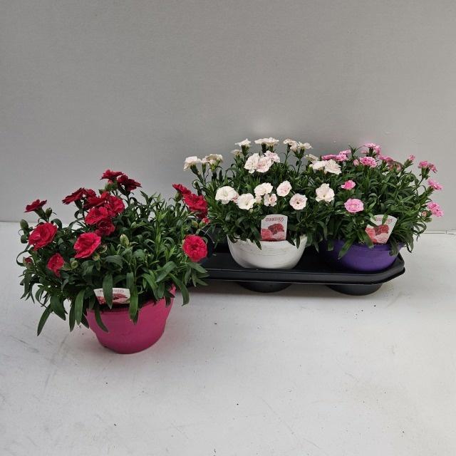 <h4>DIAN OSC GEM</h4>