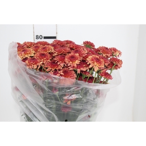 CRISANTEMO SANTINI LEXY 080 CM
