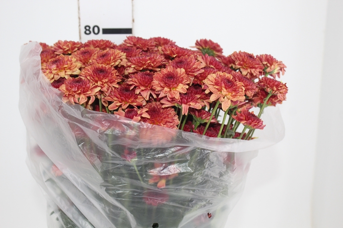 <h4>CRISANTEMO SANTINI LEXY 080 CM</h4>