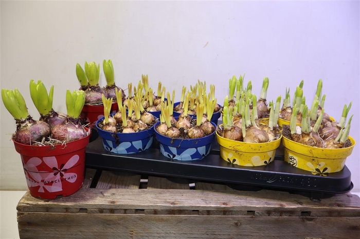 <h4>arr8 Bolbloemen Gem</h4>