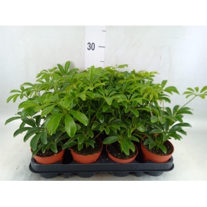 Schefflera arbor. 'Luseana'