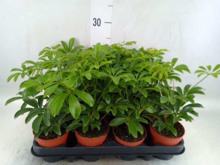 <h4>Schefflera arbor. 'Luseana'</h4>