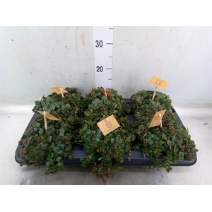 Sedum makinoi 'Kosmosje'