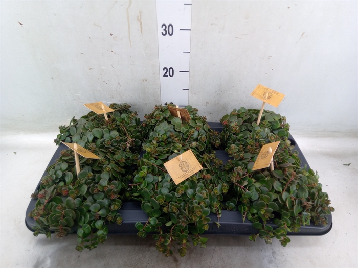 <h4>Sedum makinoi 'Kosmosje'</h4>